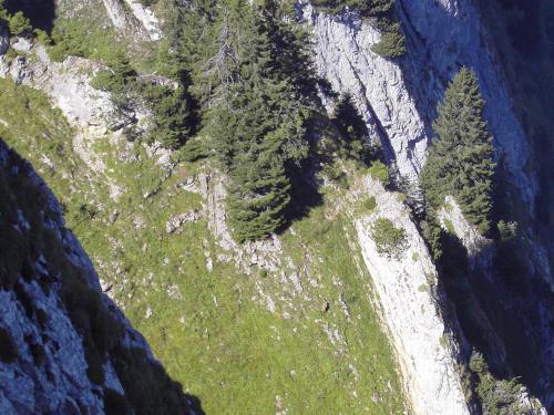 Wo ist die Gemse?
