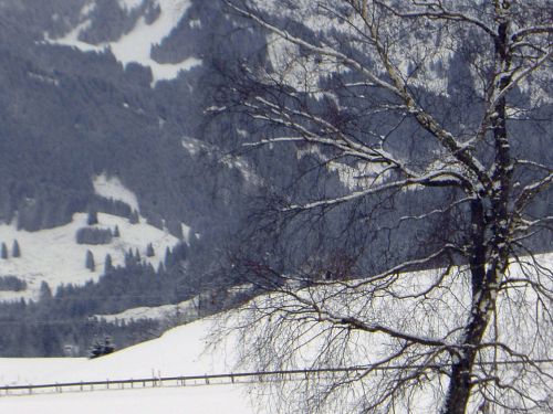 Wo ist die Gemse?